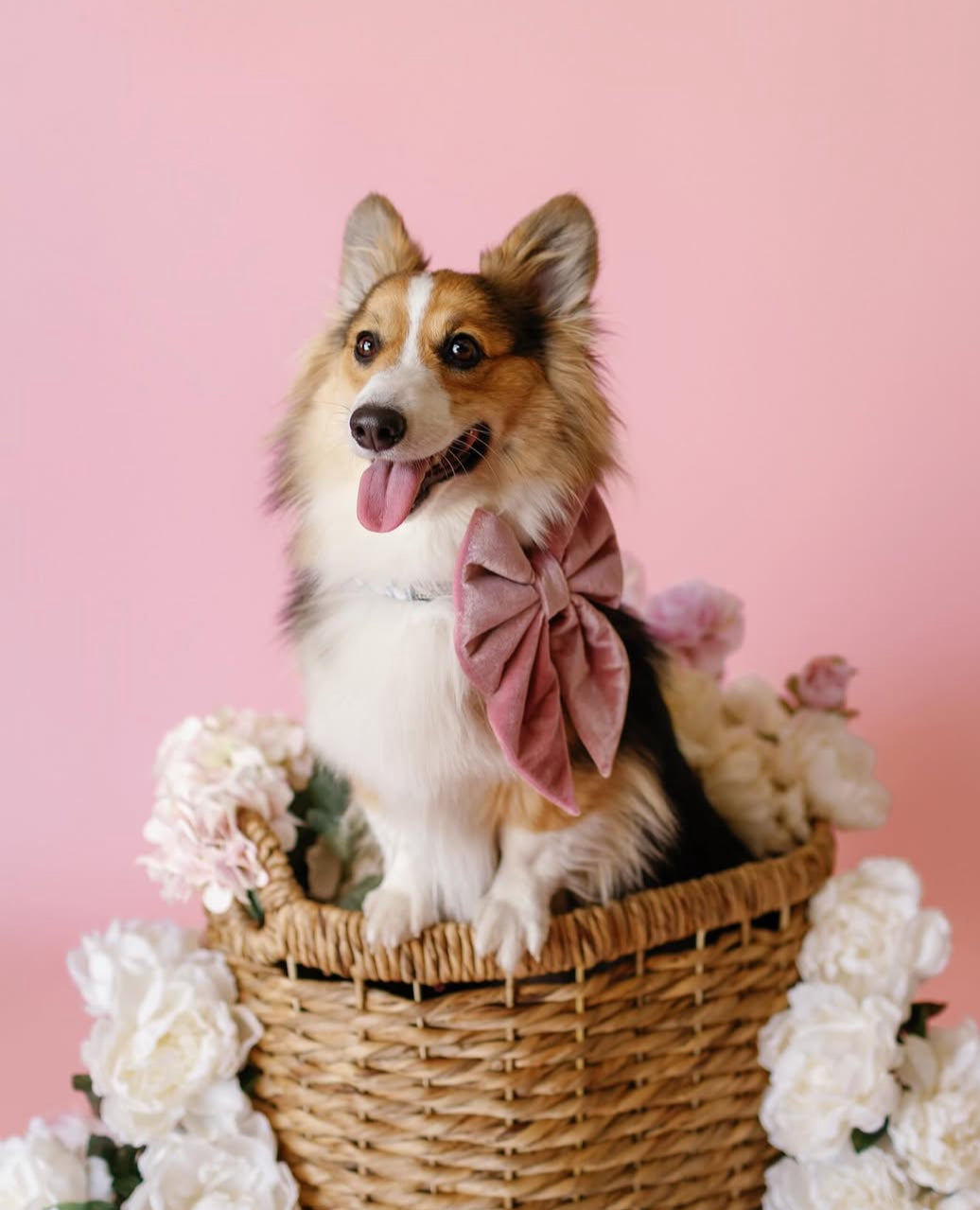 Dog in a basket with a pink bow, surrounded by flowers on a pink background