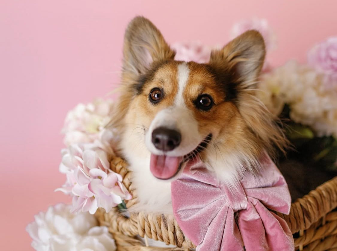 Dog in a basket with pink flowers on a pink background