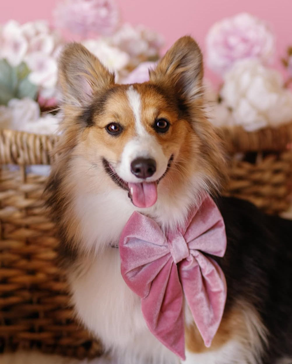 Dog wearing a pink bow tie with a pink background and flowers.