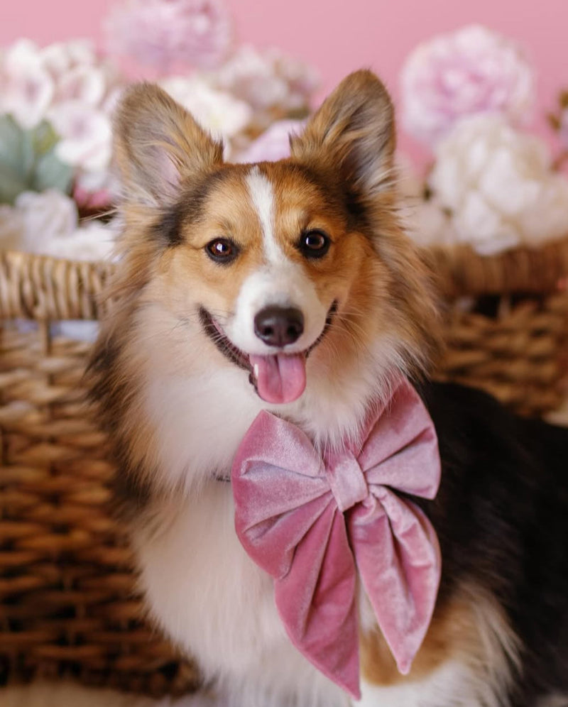 Dog wearing a pink bow tie with a pink background and flowers.