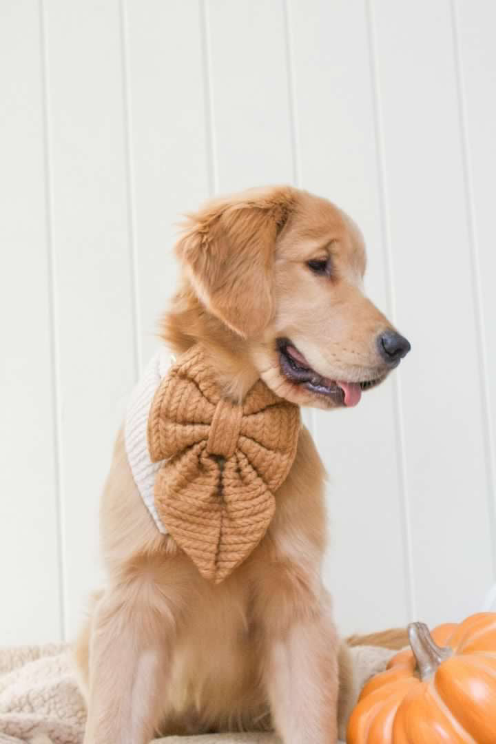 Dog wearing a knitted bow on a white background