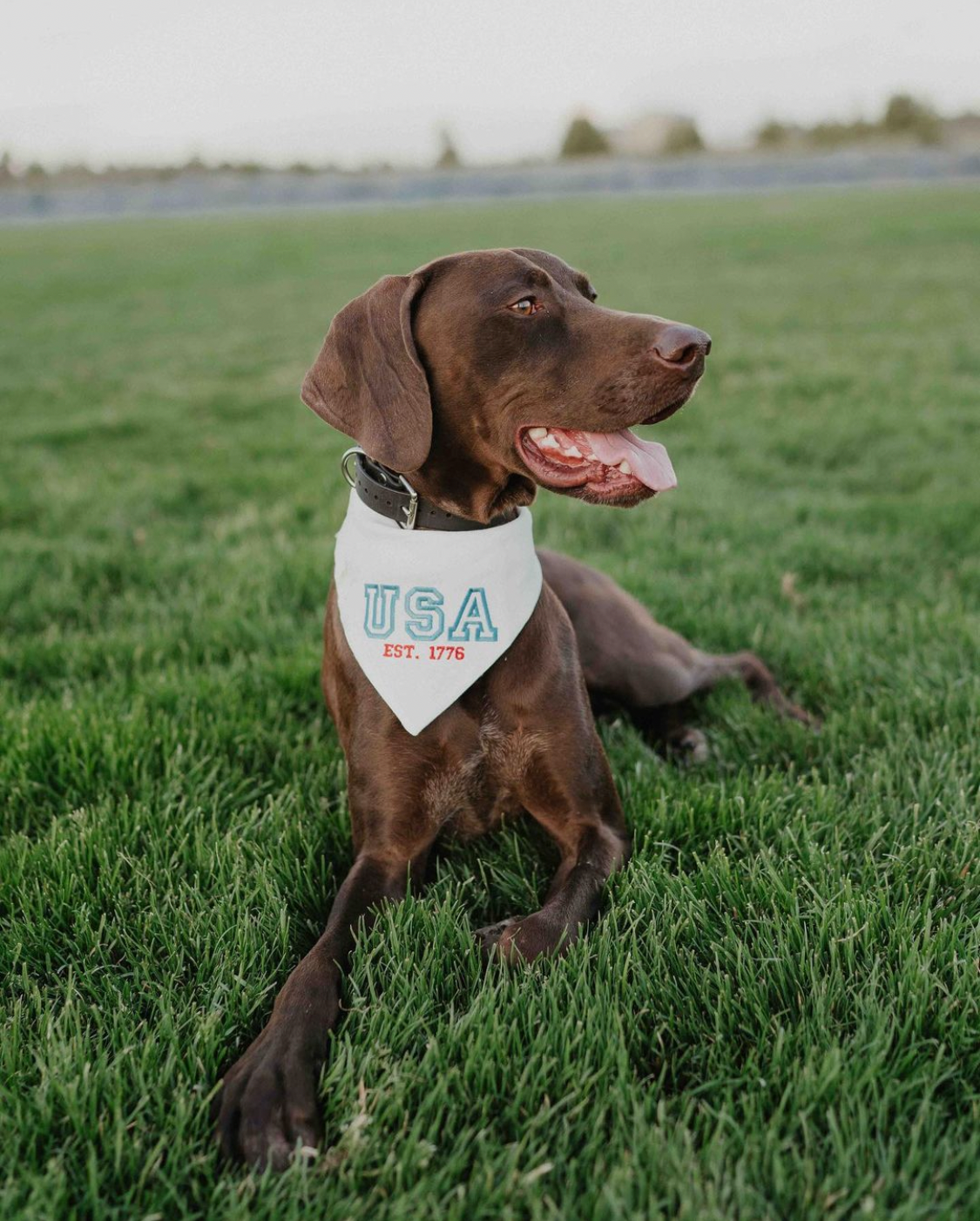 Varsity Letters USA Embroidered Dog Bandana - Canoodle Company