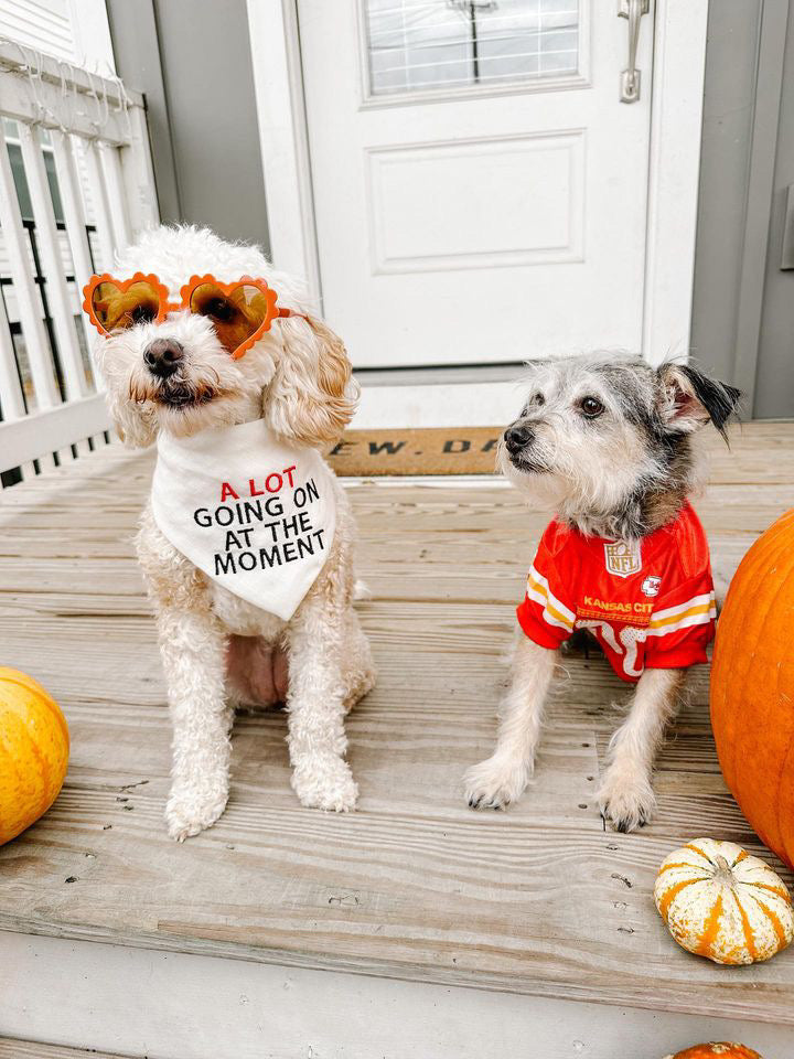 Two dogs on a porch with pumpkins, one wearing sunglasses and a bandana, the other in a red outfit.