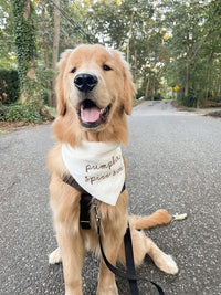 Happy golden retriever wearing a 'Pumpkin Spice Latte' bandana on a road with trees in the background.