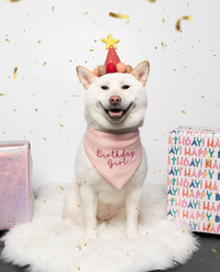 White dog wearing a birthday hat and bandana with confetti and gift boxes in the background