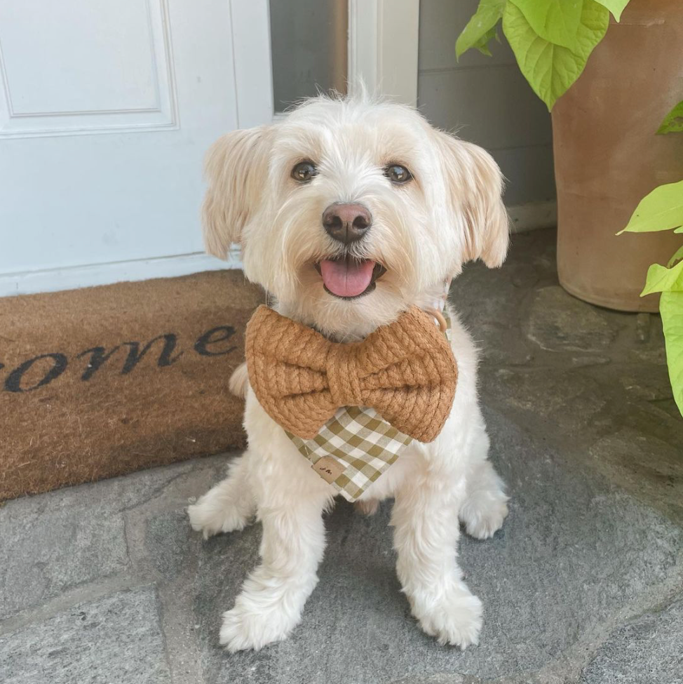 White dog wearing a brown bow tie sitting on a stone floor with a 'home' doormat in the background.