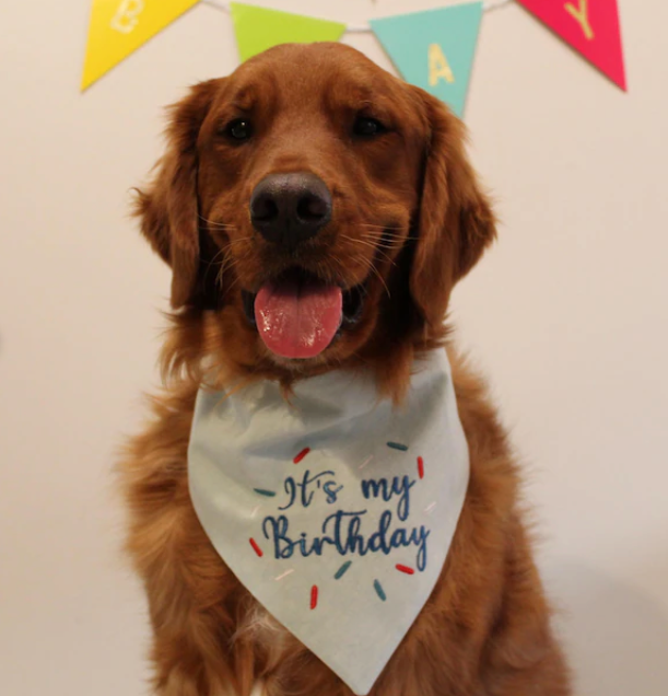 Dog wearing a 'It's my Birthday' bandana with a colorful banner in the background