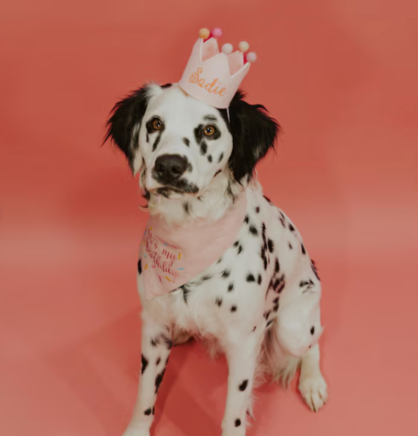 Dalmatian dog wearing a pink birthday bandana on a pink background