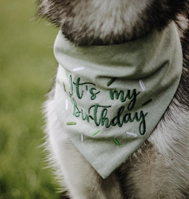 Dog wearing a bandana with 'It's my birthday' text on a blurred green background
