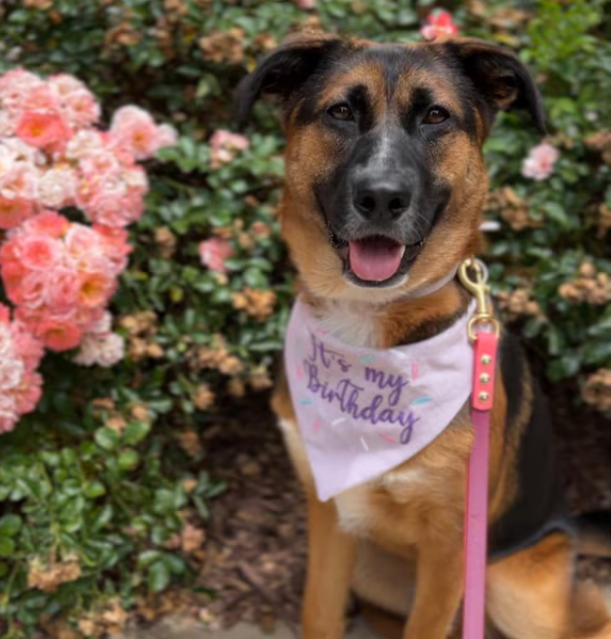 Dog wearing a 'It's my Birthday' bandana in front of pink flowers and greenery