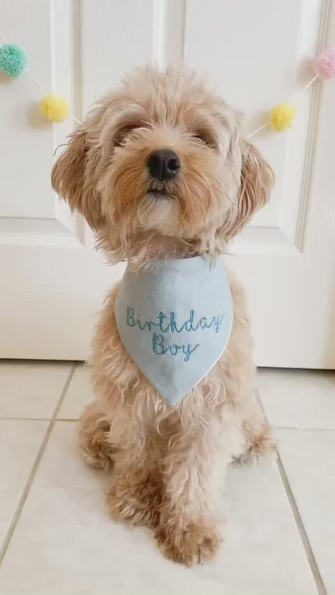 dog wearing birthday boy dog bandana